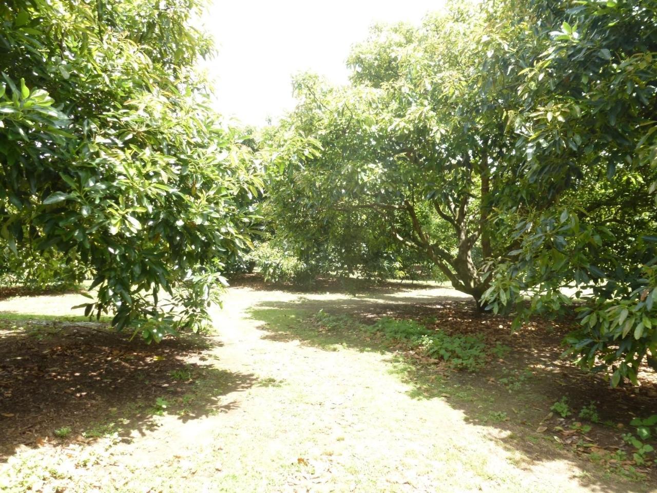 וונגאמאטה Paradise Grove מראה חיצוני תמונה